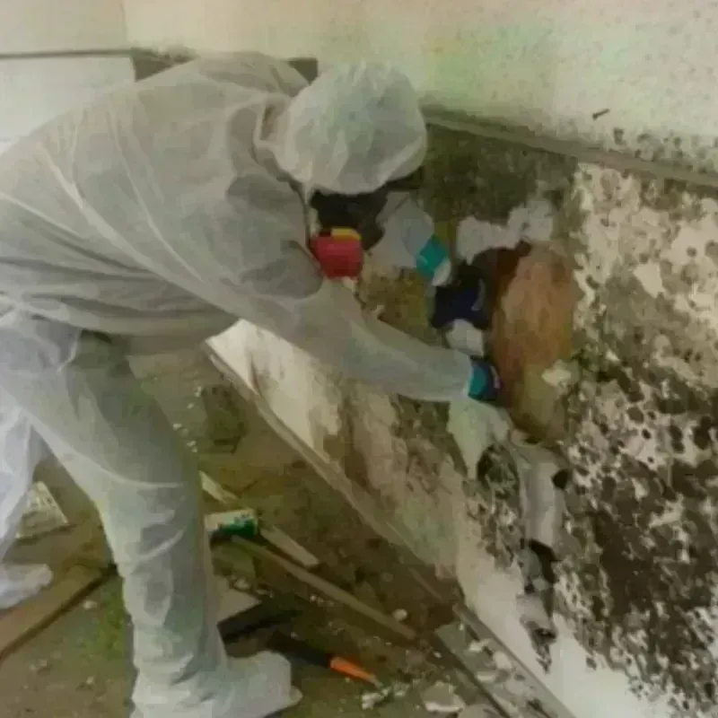 Mold Remediation and Removal in Raymore, MO